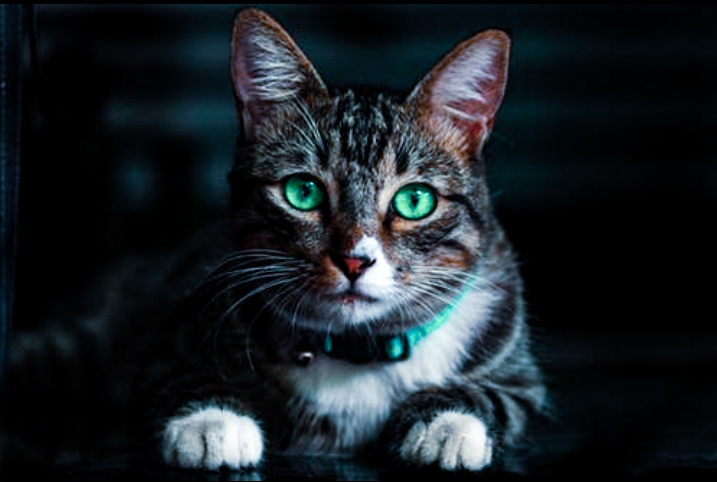 cat