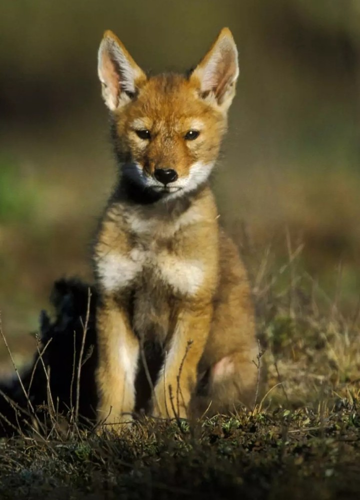 baby wolf