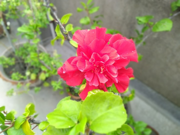 flower