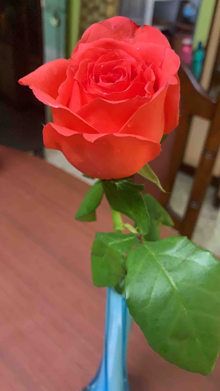 rose