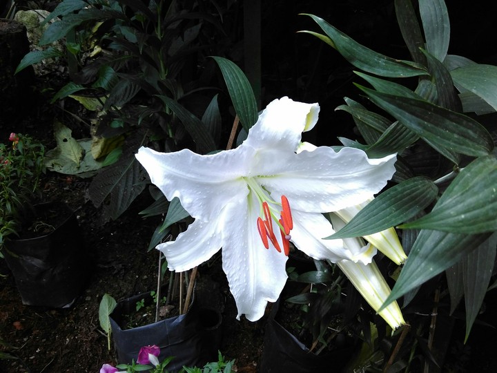 white flower
