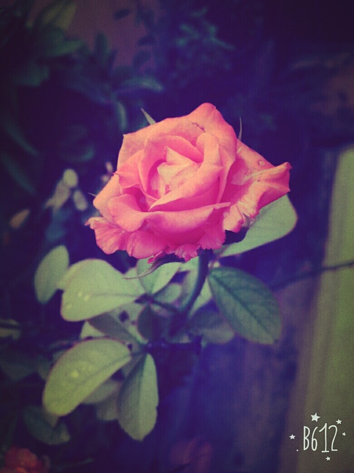 Rose