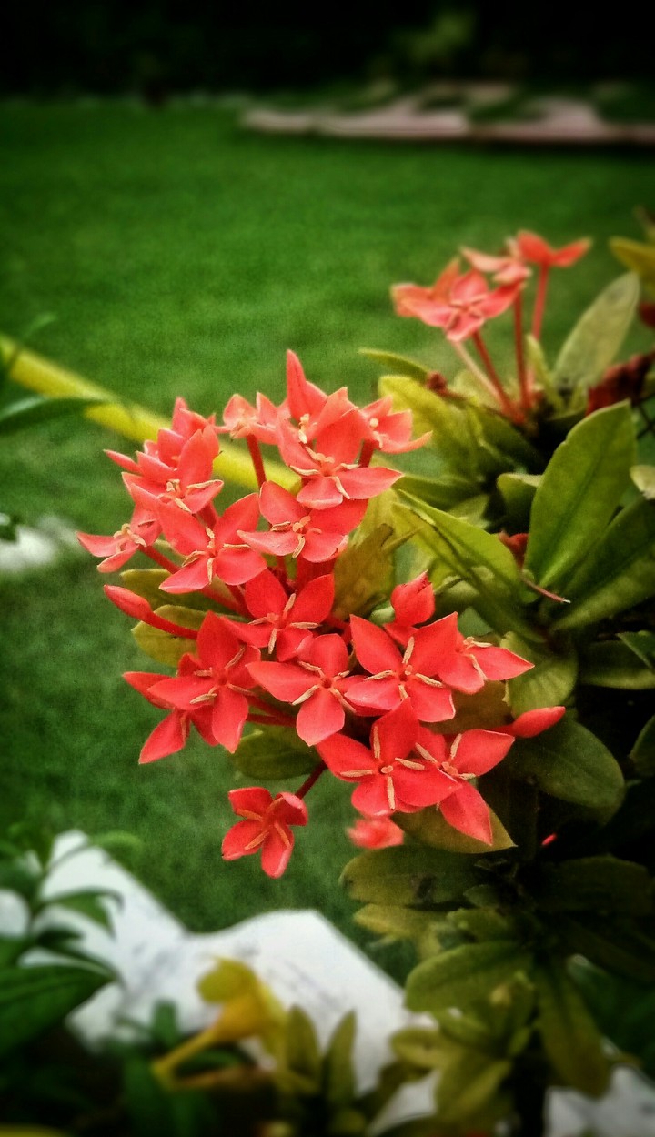 flower