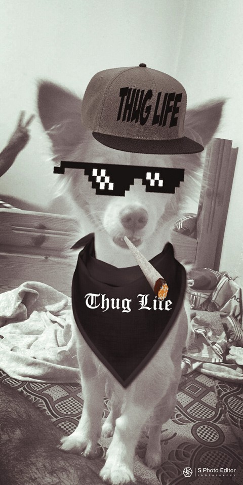 thug life dog