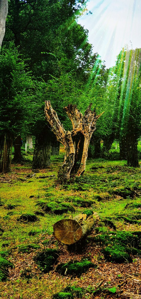 dead tree