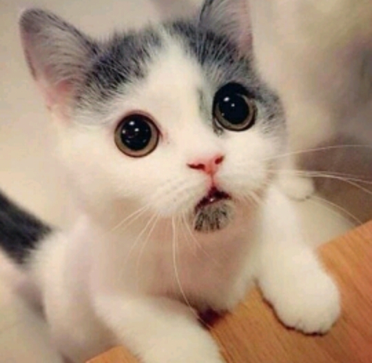 omg