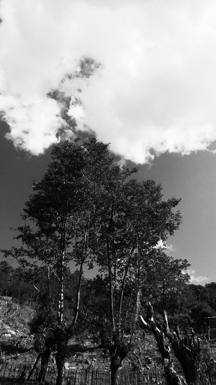 Once upon a tree.