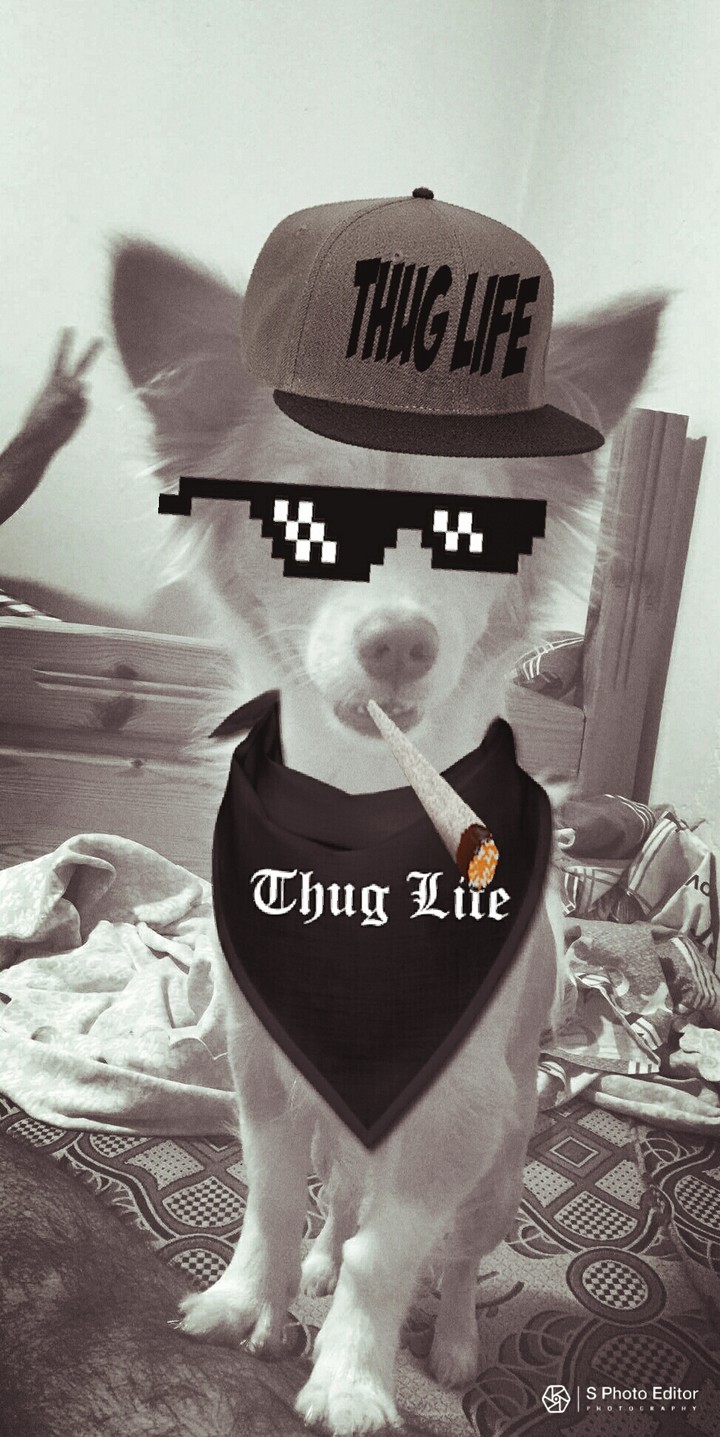 thug life dog