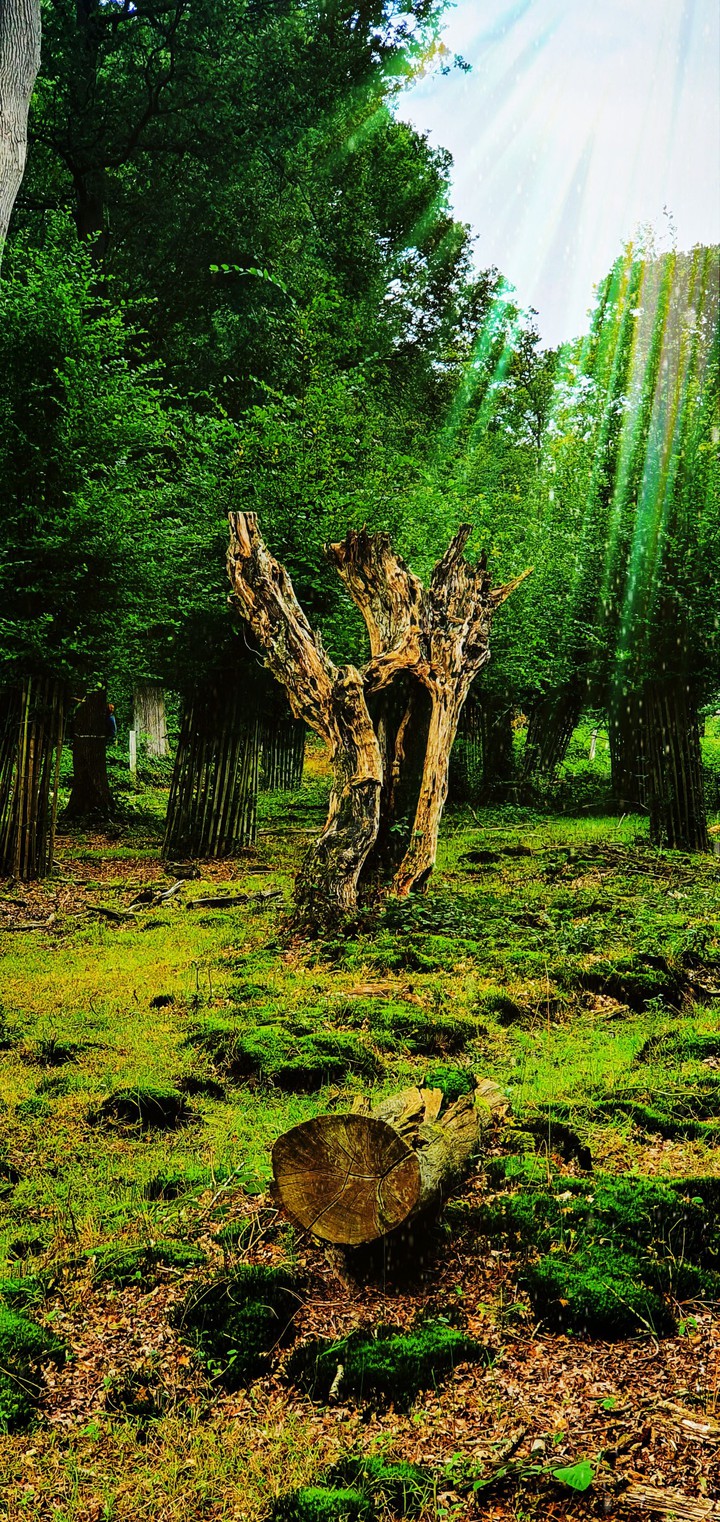dead tree