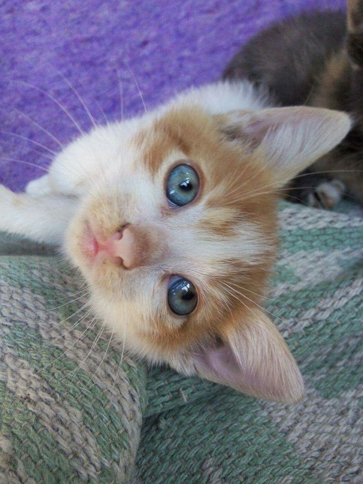 Eyes