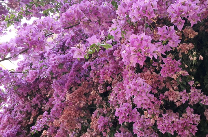 Pink blossoms