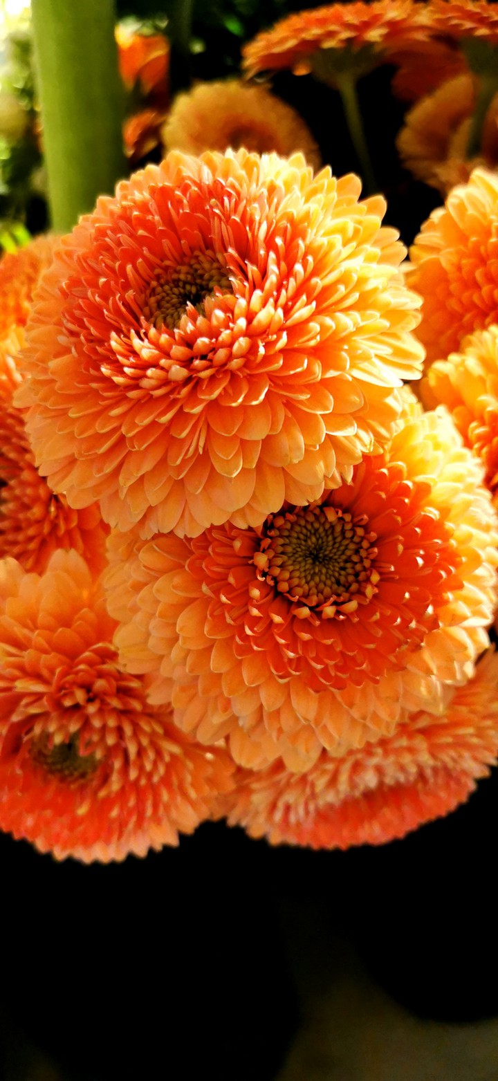 Blumen Flowers