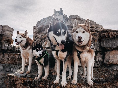 dog, mushing वॉलपेपर