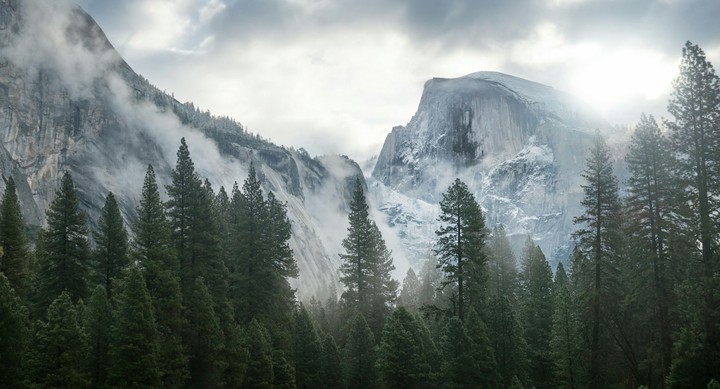 Winter forest