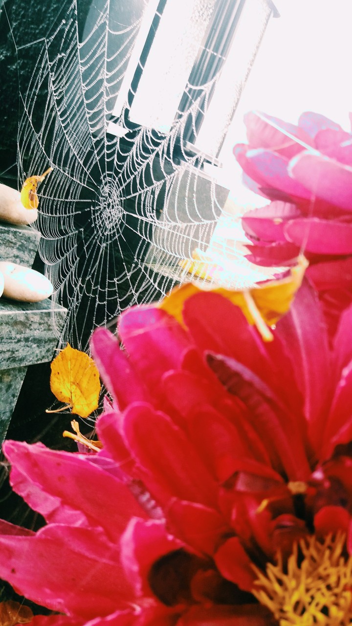 spiderweb