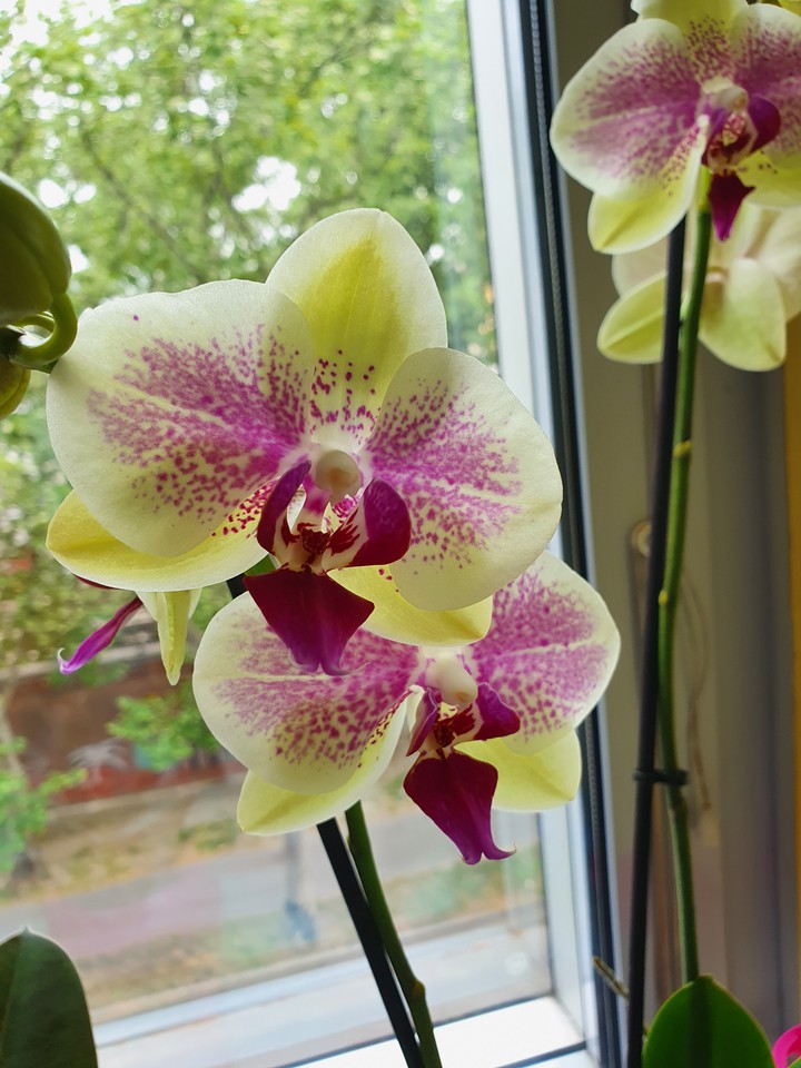 Orchideen