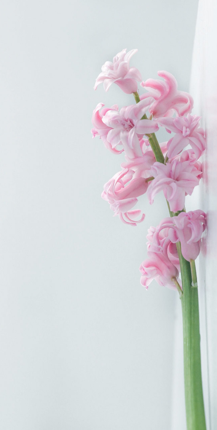 flowers ????