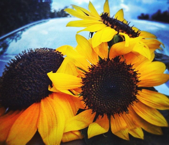 girasoli