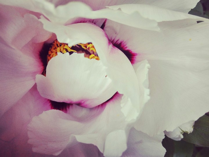 Peony