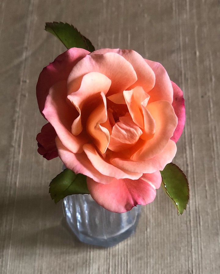 Rosa