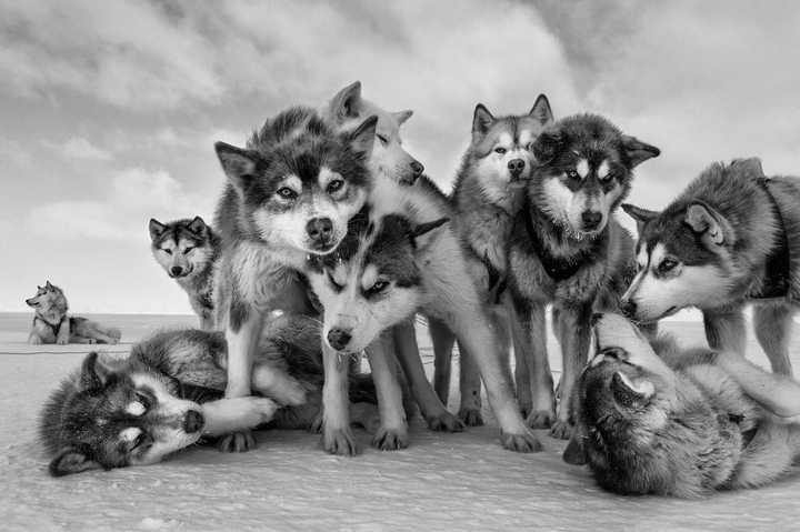 PACK OF HUSKYS