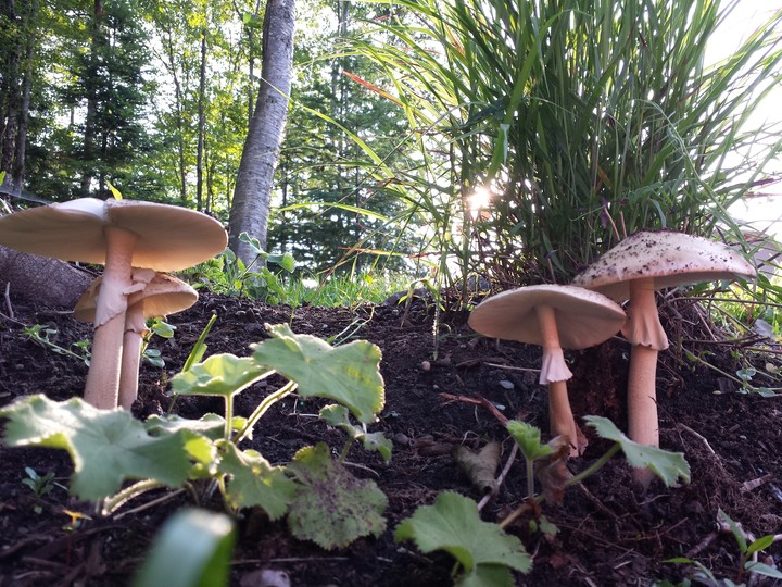 mushroom