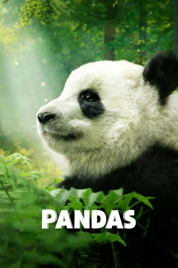 lovely pandas