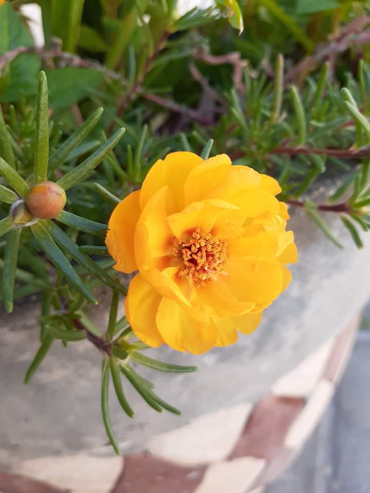 yellow flowers ?️