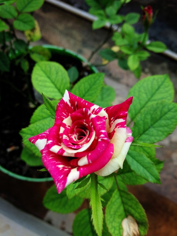 rose
