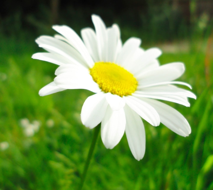 Camomille Flower