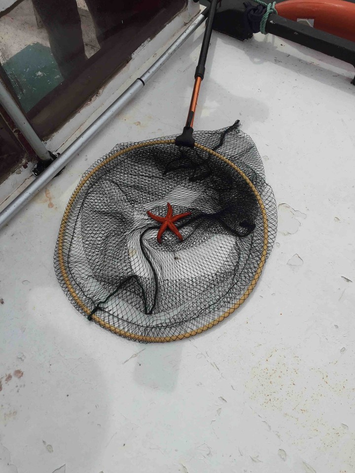 Starfish