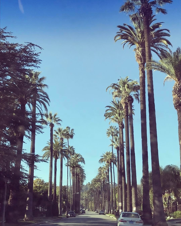 L.A Palm Street