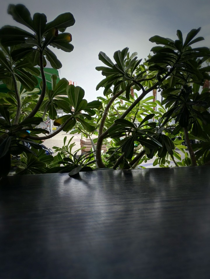Simple Green