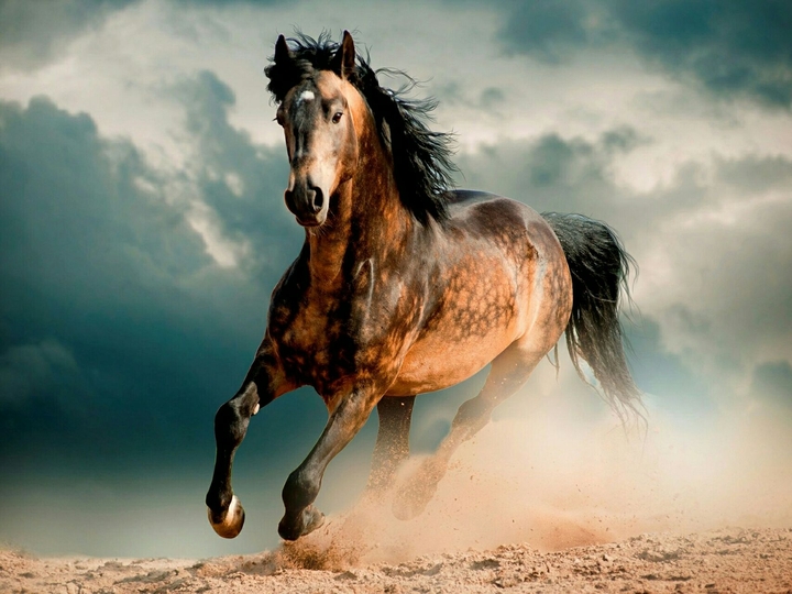 A horse