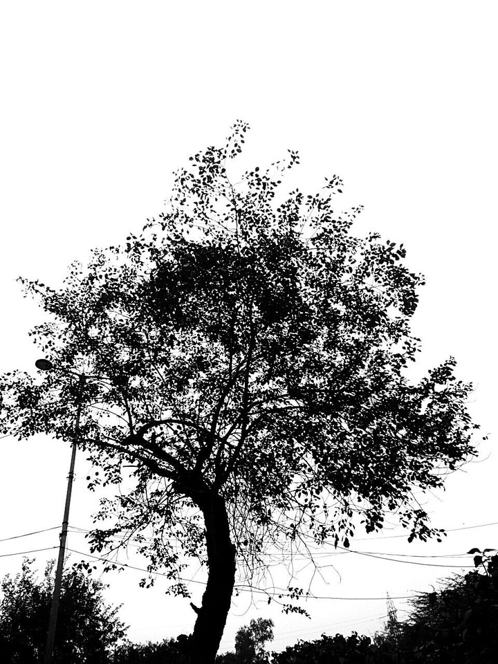 Trees