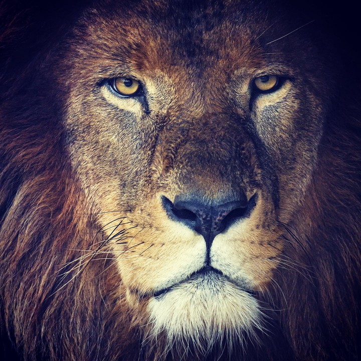 fierce