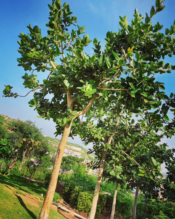 tree