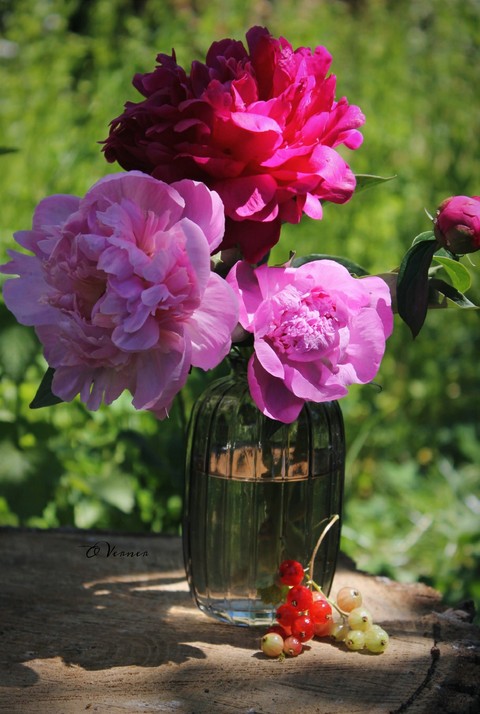 floribunda, sunlight duvar kağıtları