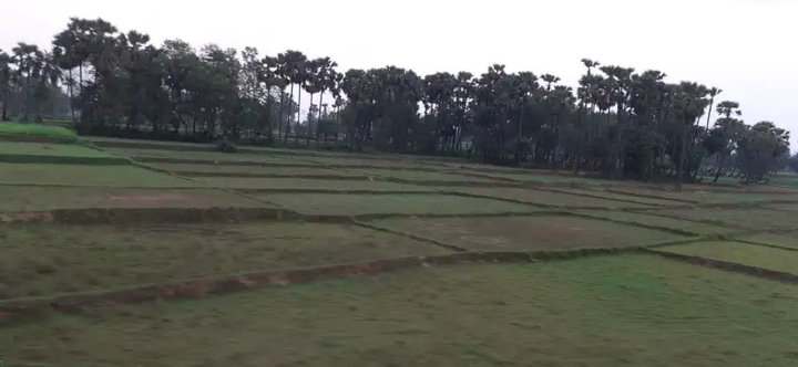 plain land