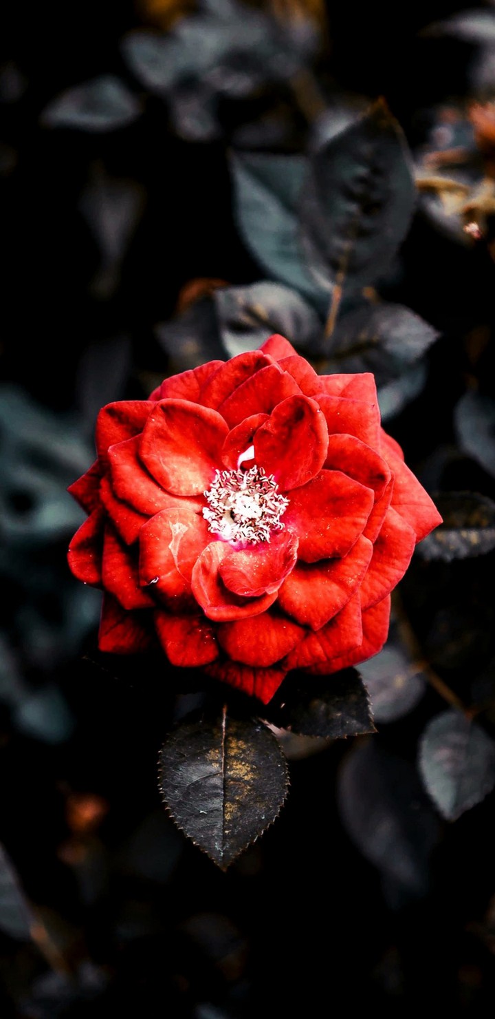 red rose