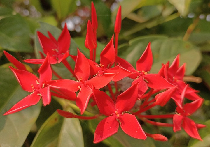 ixora flower