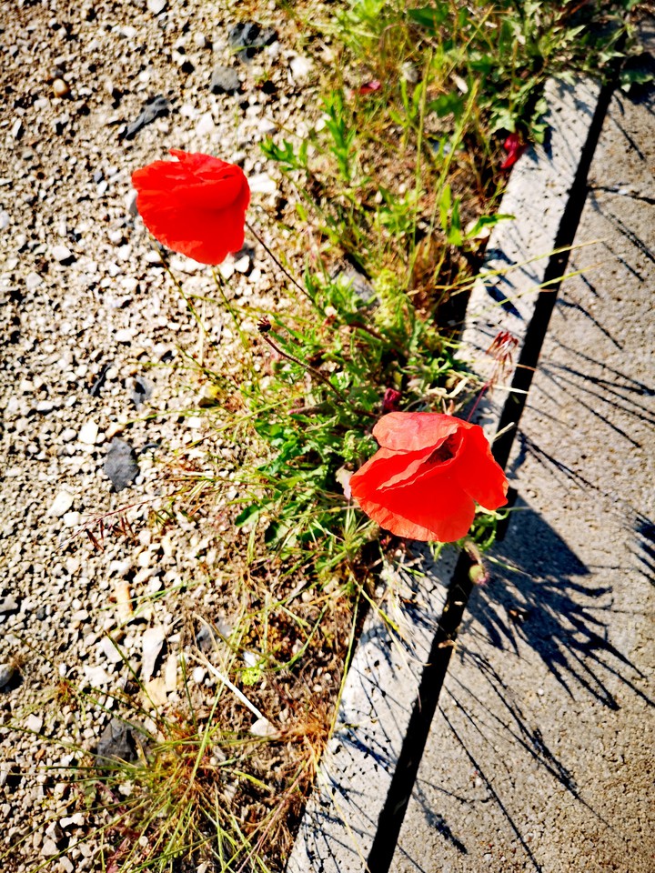 poppy