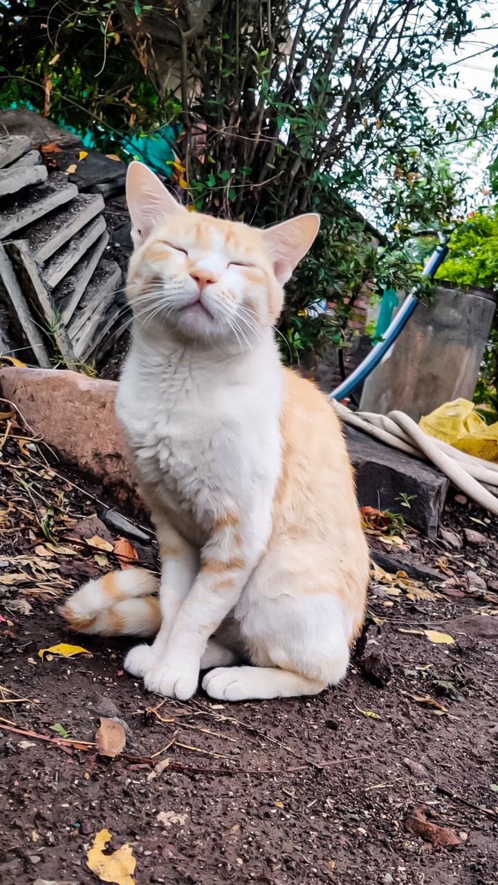 cat ¦ meow
