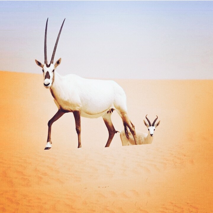 غزال الرنه