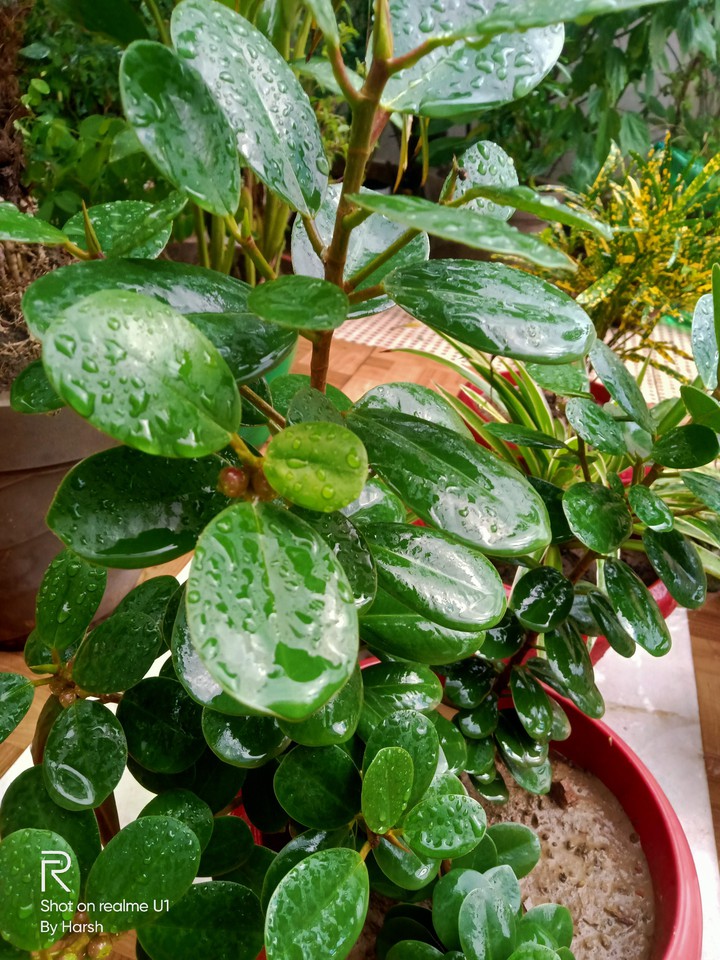 Rainy plant