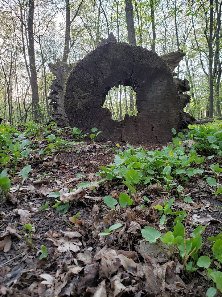 Old stump