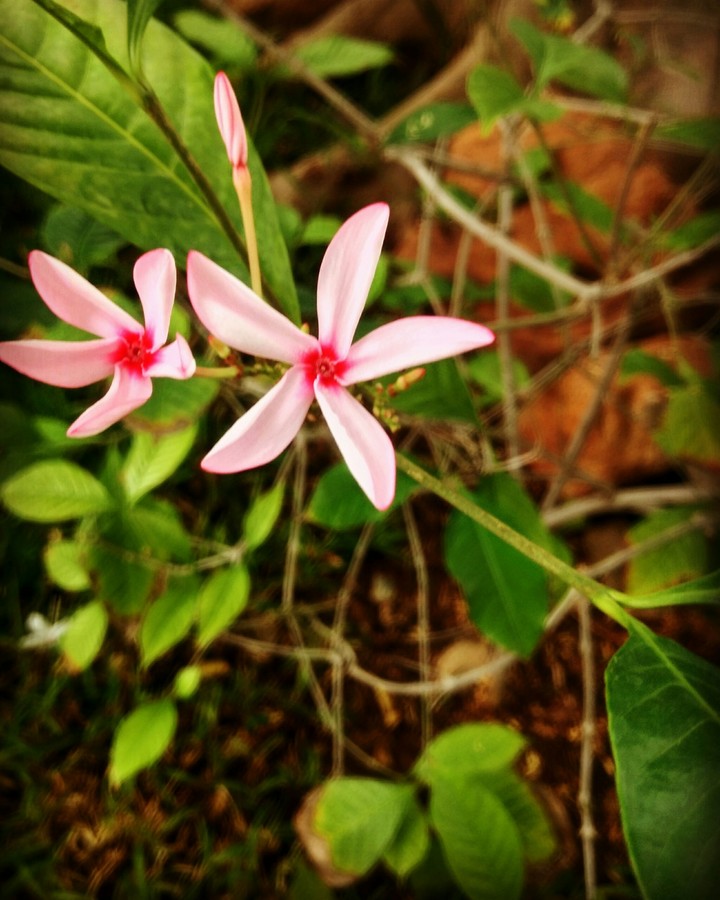 flowers