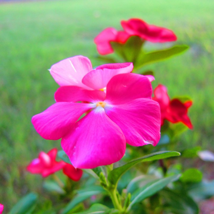 backyard flowers