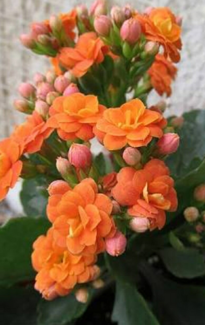 Kalanchoe