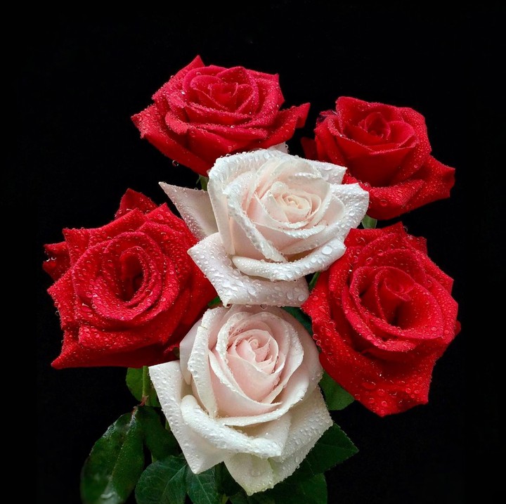 Roses